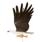 Osprey Flying Bird Mobile